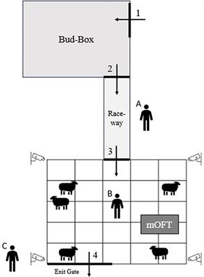 Perinatal behavioral patterns during and after human-animal interactions in rangeland breeding ewes